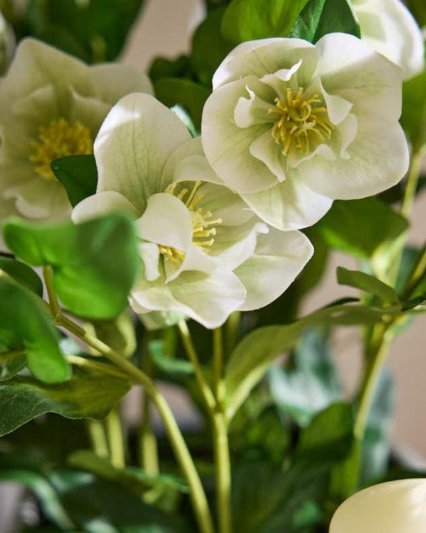Dibor White Hellebore Flowers In Round Grey Pot