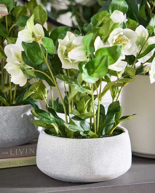 dibor White Hellebore Flowers in Round Grey Pot