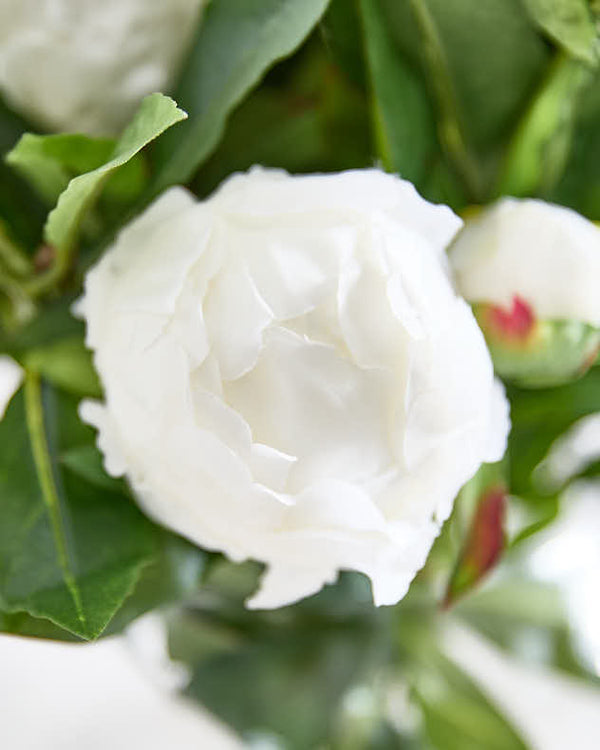 Dibor White Peonies In Globe Vase