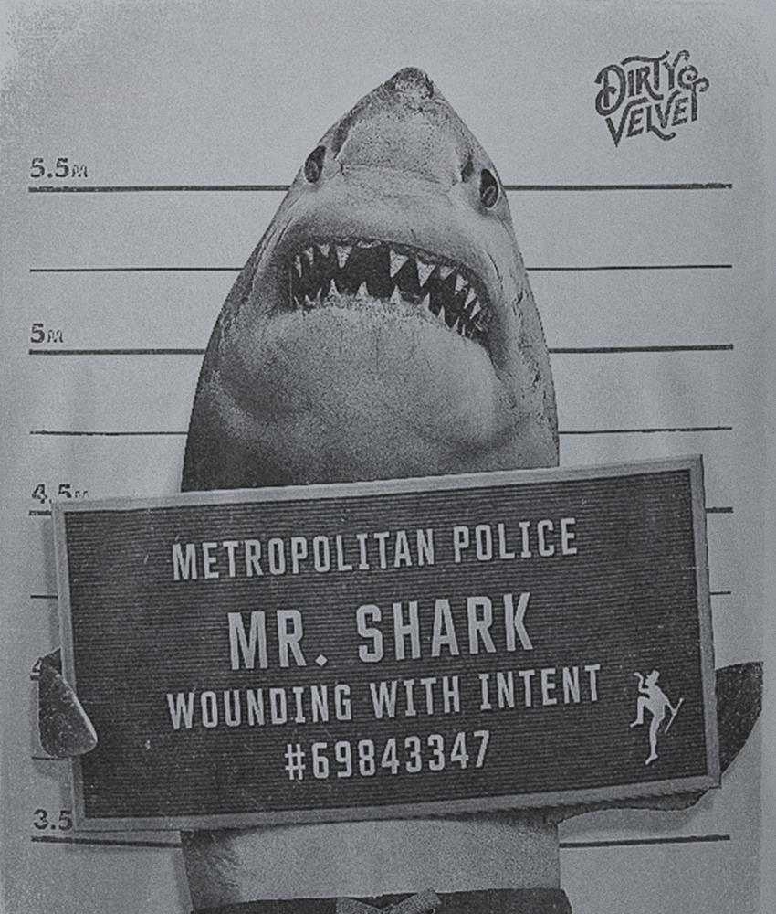 Dirty Velvet Mr. Shark