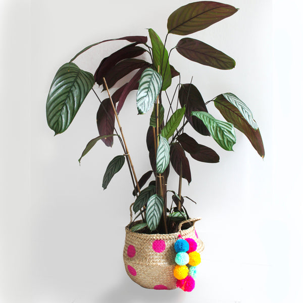 Disaster Designs Casa Woven Large Storage Basket