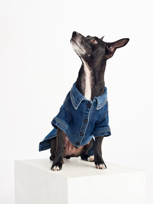 dl1961 Fido Jacket Canine Trucker Puppy Breath