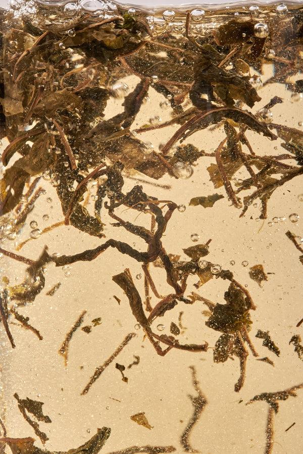 Dottir PLŪKT Nordic Black Organic Herbal Tea