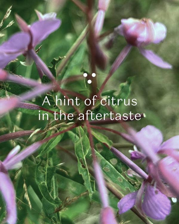 Dottir PLŪKT Nordic Green Organic Herbal Tea