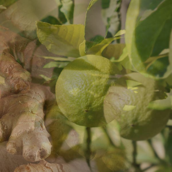 Dr. Vranjes Carparfum Refill Ginger Lime