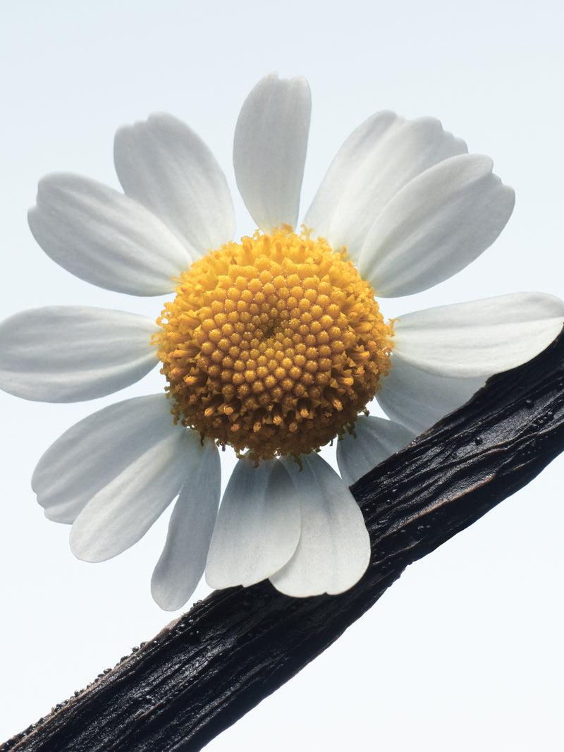 Dries Van Noten Camomille Satin 100 ML