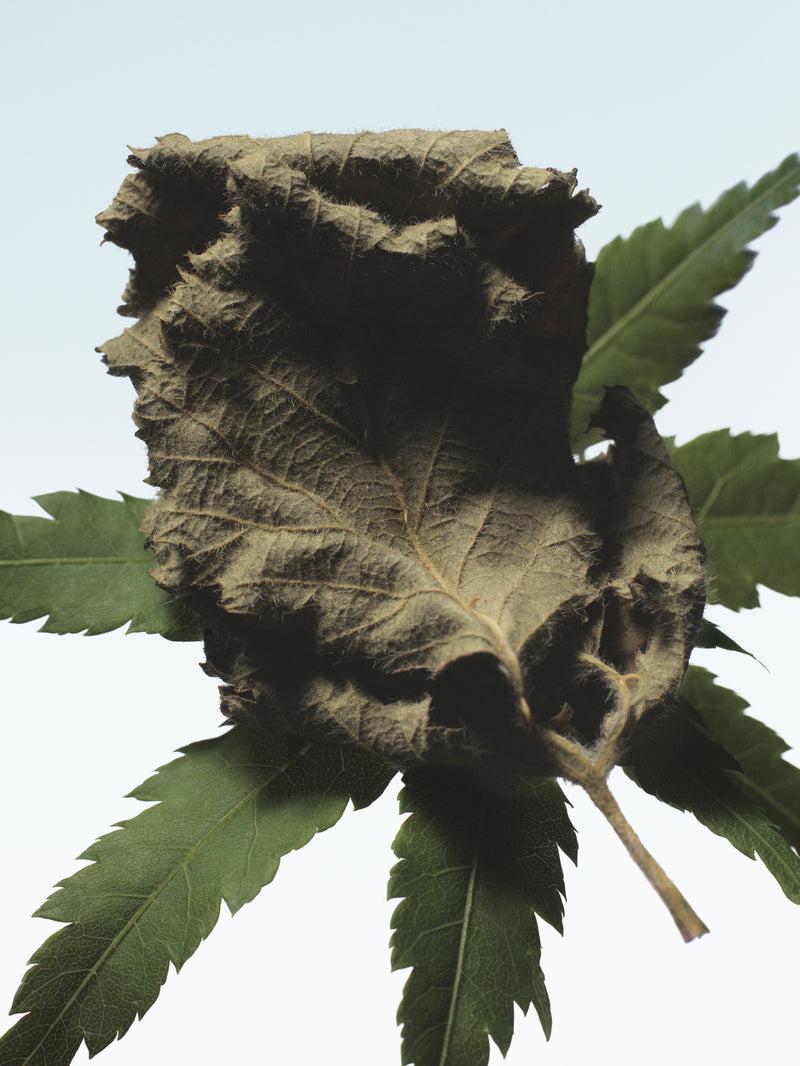 Dries Van Noten Cannabis Patchouli 100 ML