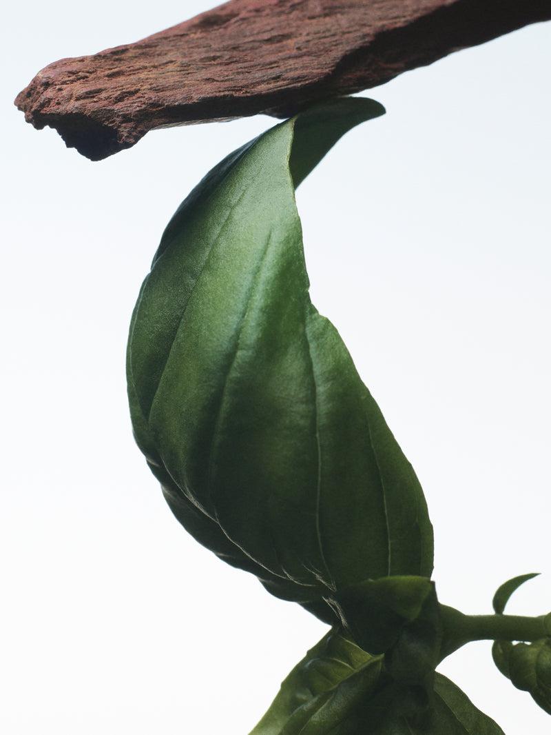 Dries Van Noten Crazy Basil 100 ML