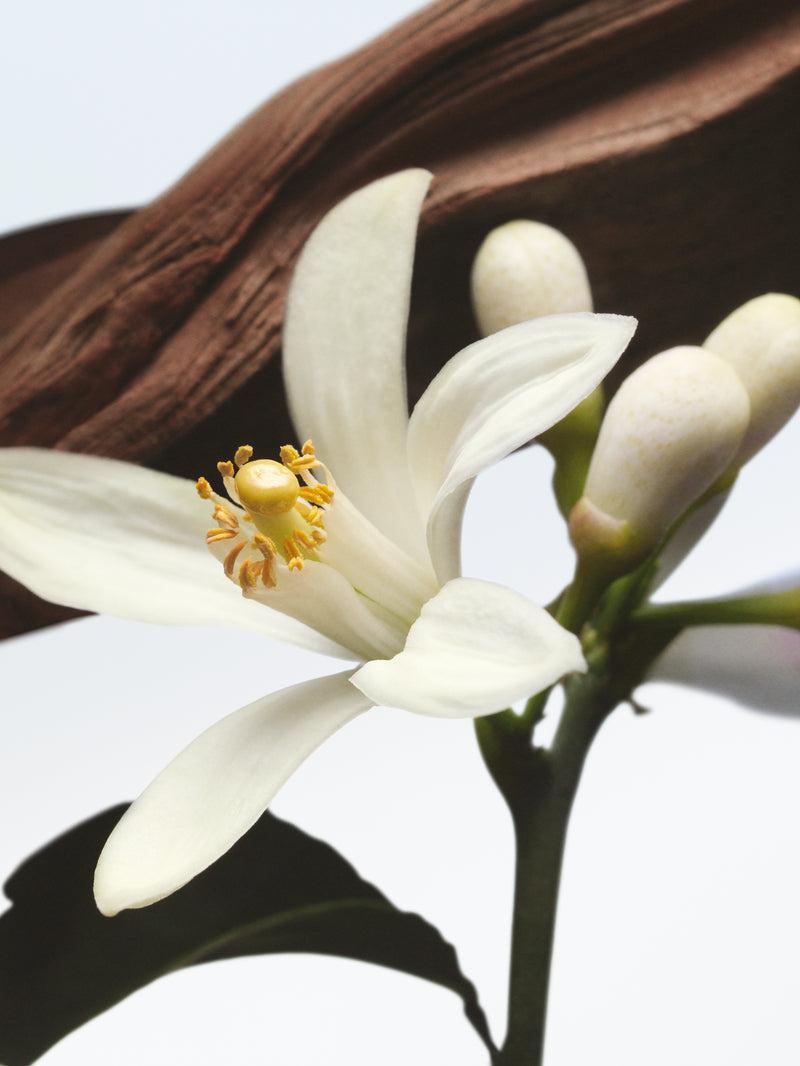 Dries Van Noten Jardin De L'Orangerie 100 ML