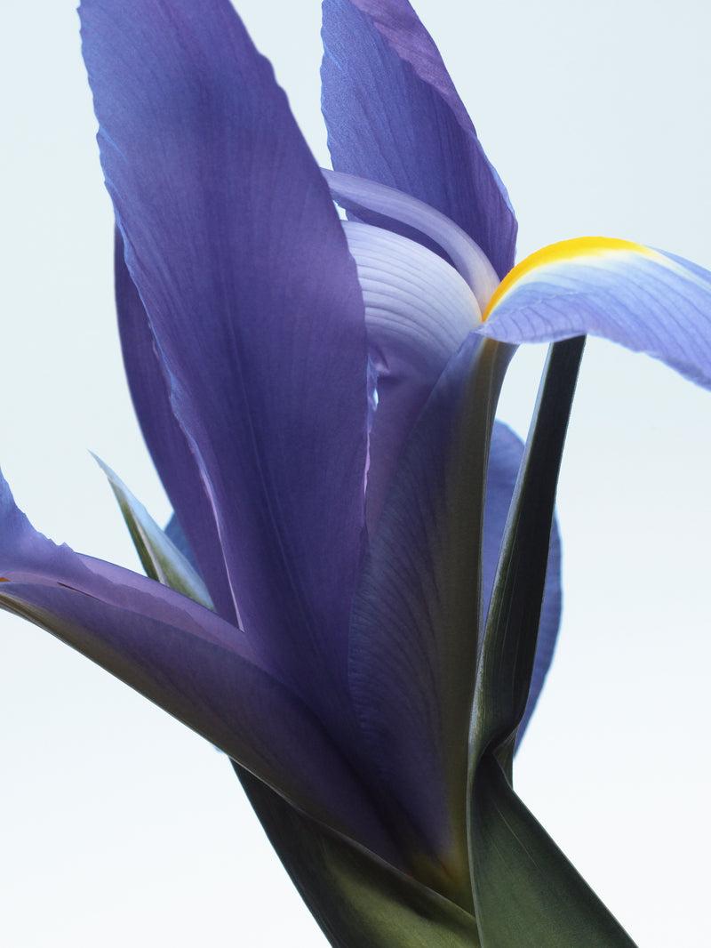 Dries Van Noten Neon Garden 100 ML