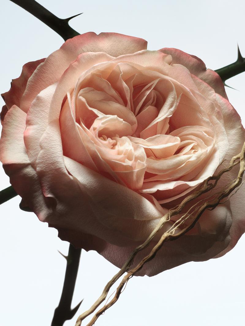 Dries Van Noten Rosa Carnivora 100 ML