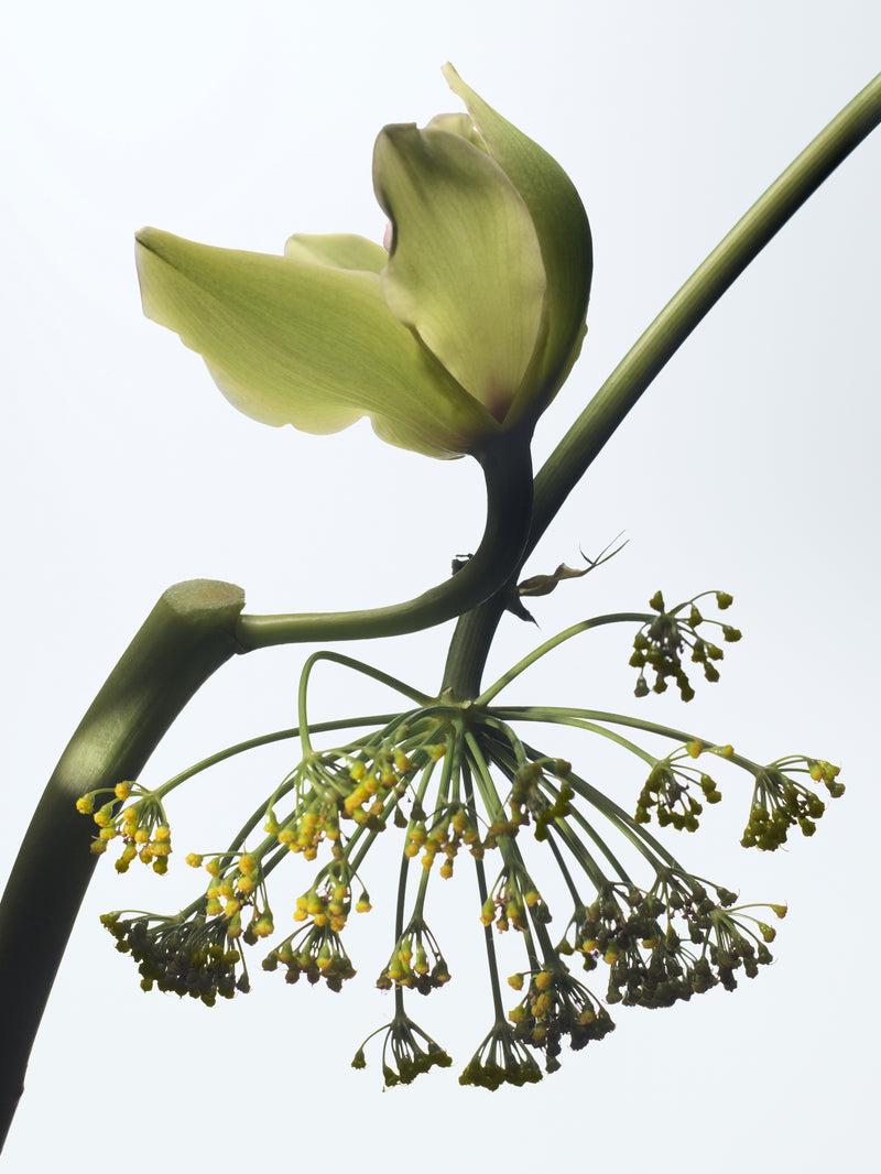 Dries Van Noten Vanille Camouflage 100 ML