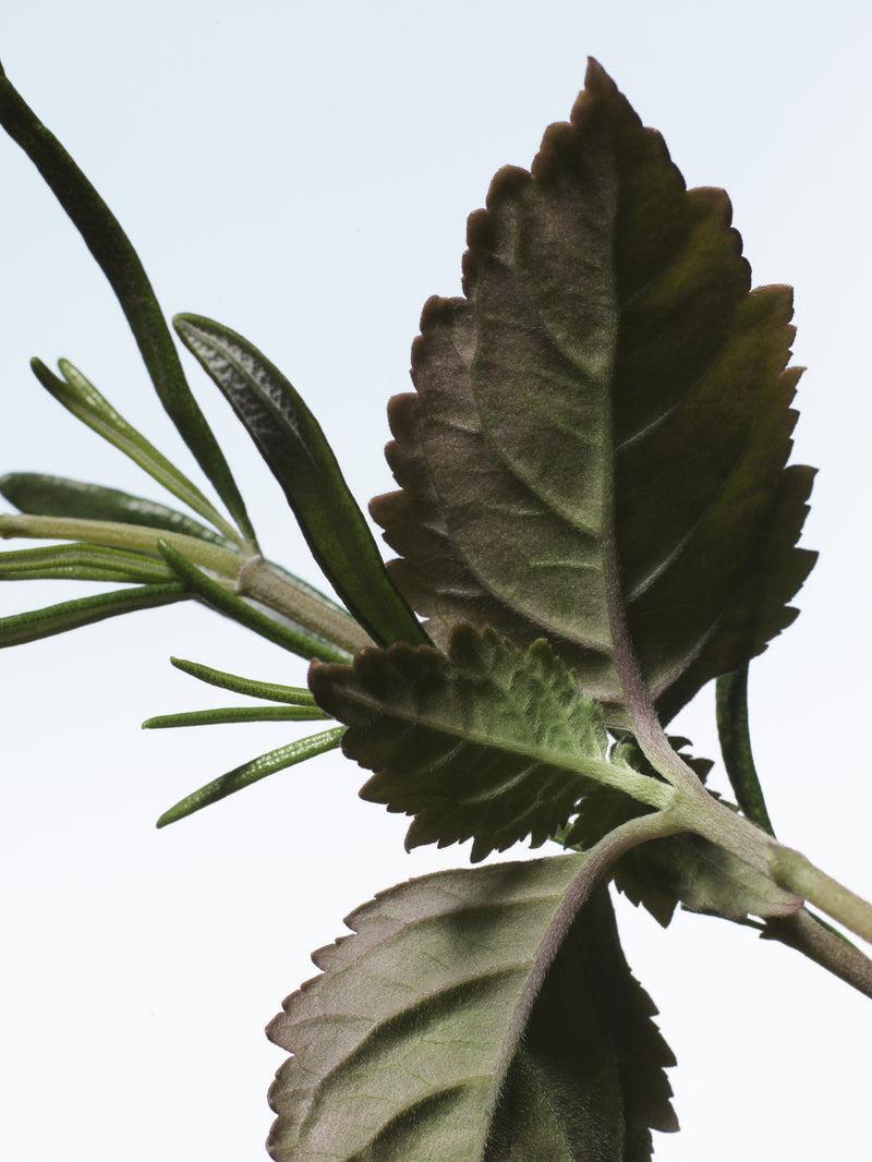 Dries Van Noten Voodoo Chile 100 ML