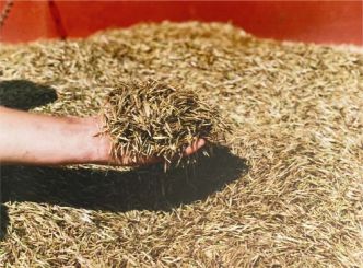 Duluth Pack SKU: M-636 Wild Rice- Airboat Harvested 100% Pure Canadian Long Grain