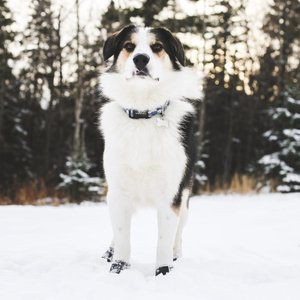 Duluth Pack SKU: M-742 Dog Boots - Final Sale - Retiring Soon