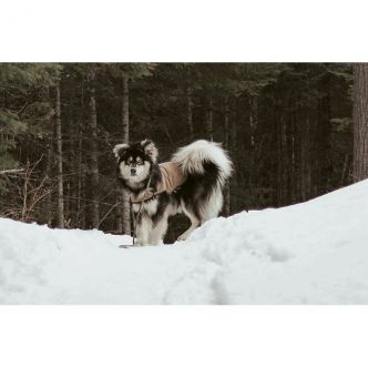 Duluth Pack SKU: M-744 Duluth Pack Dog Coat - Final Sale - Retiring Soon