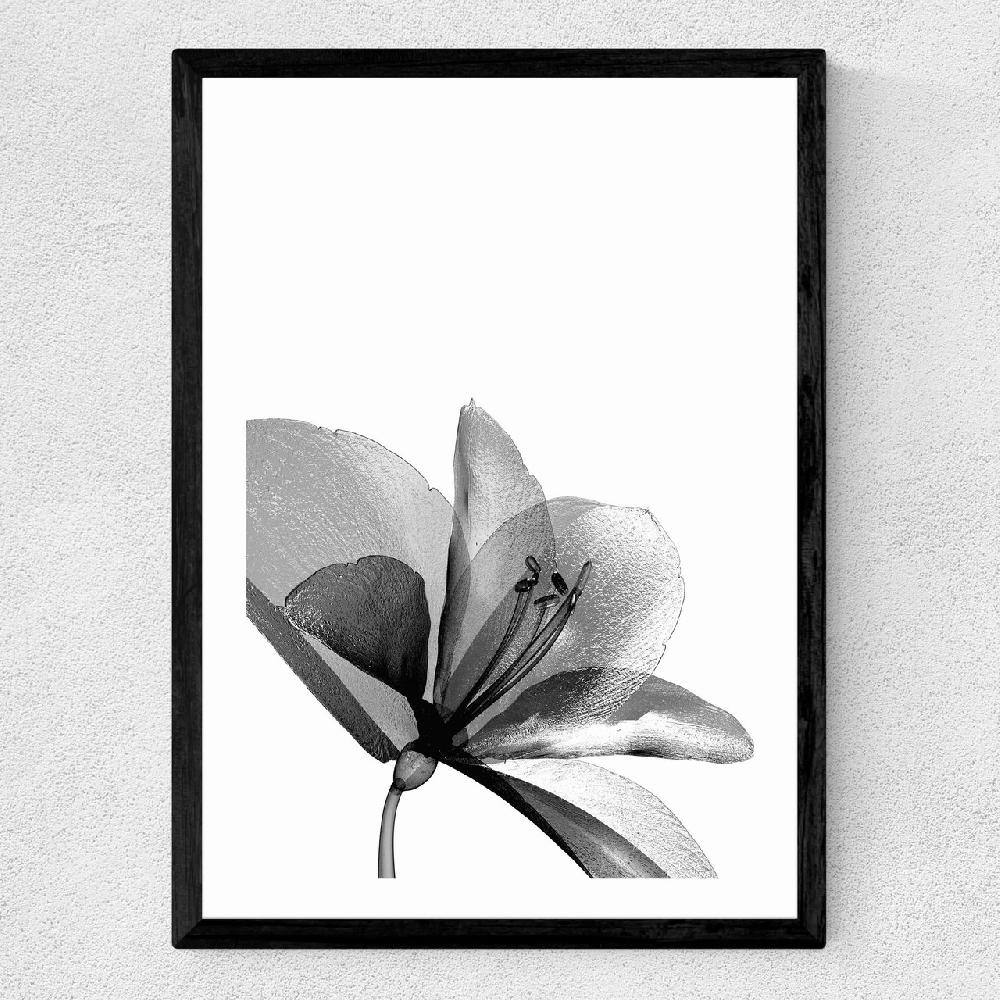 East End Prints Amaryllis