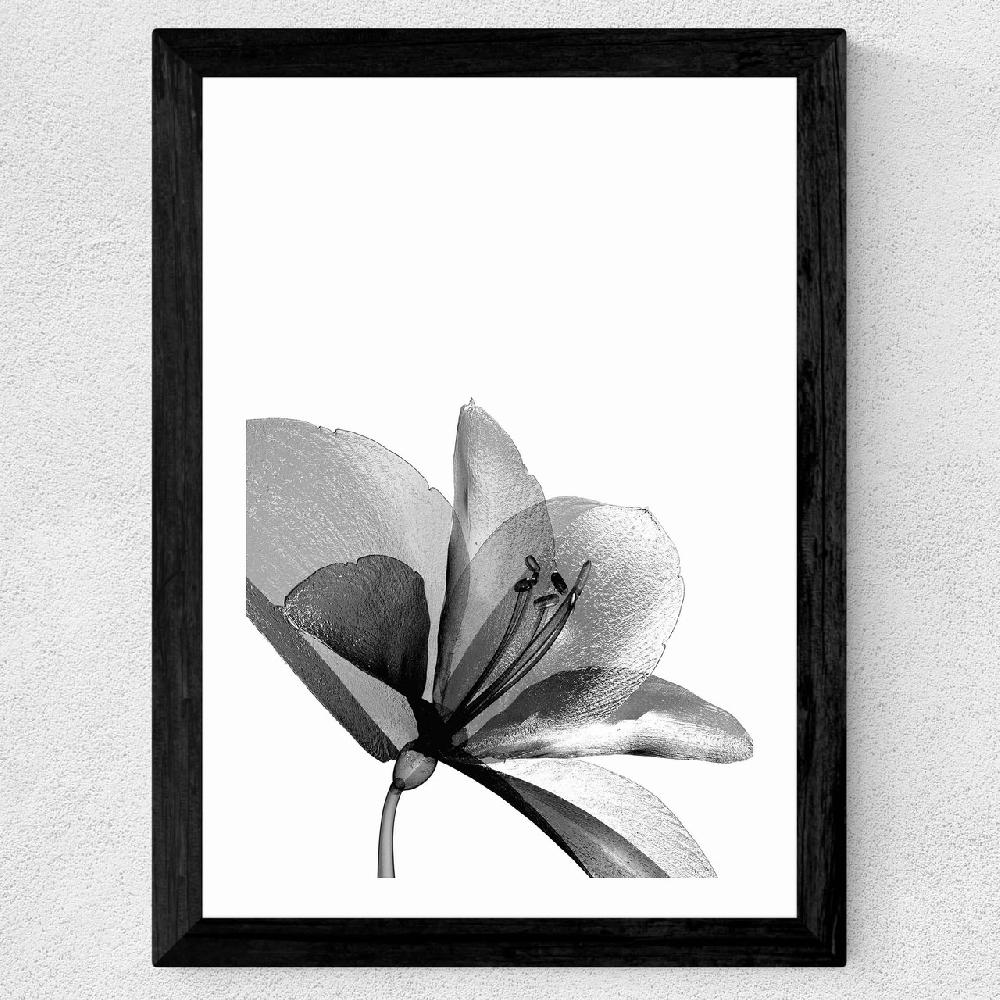 East End Prints Amaryllis