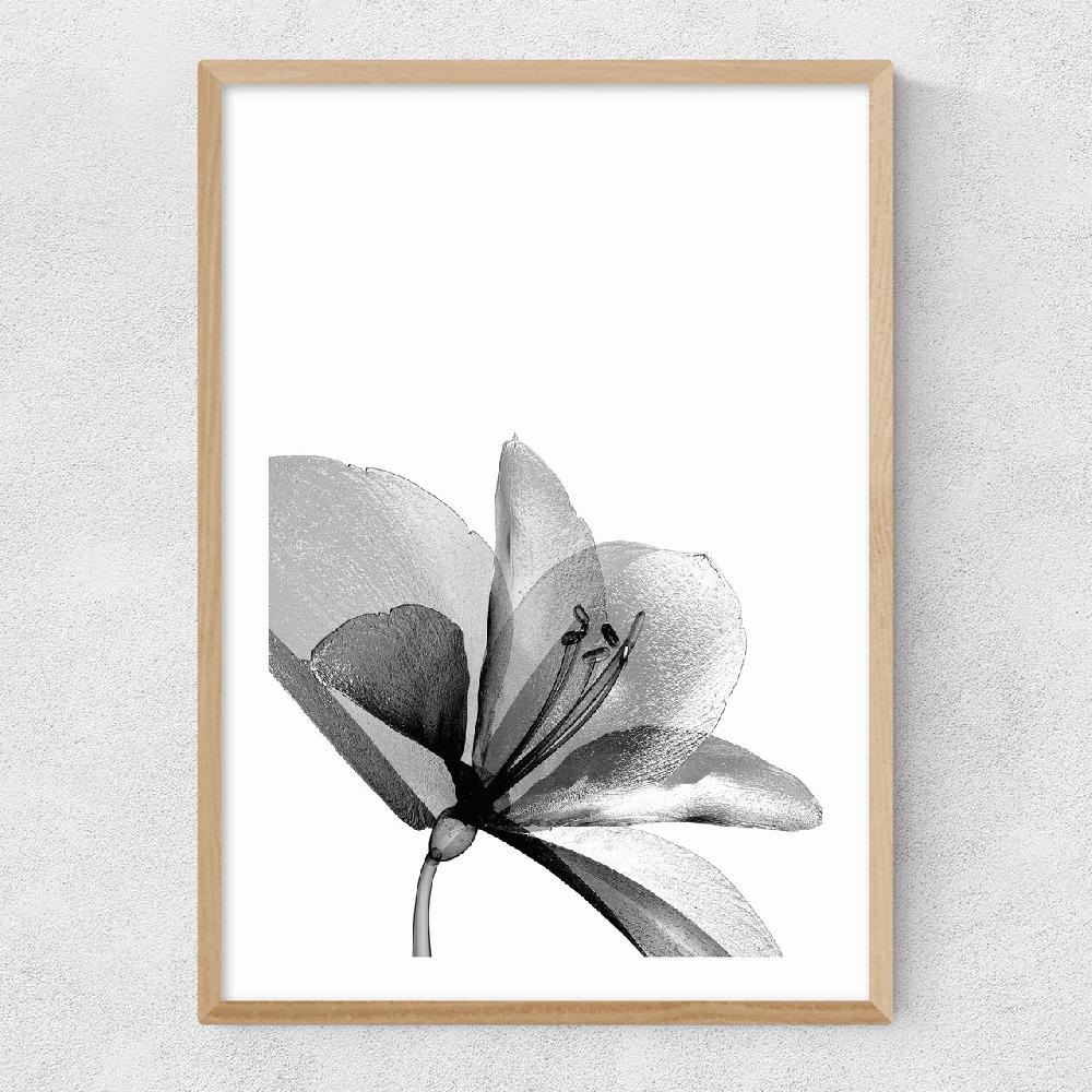 East End Prints Amaryllis