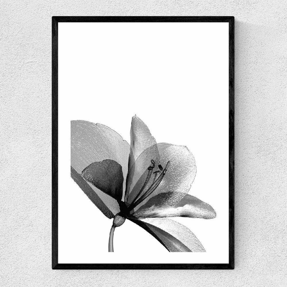 east end prints Amaryllis