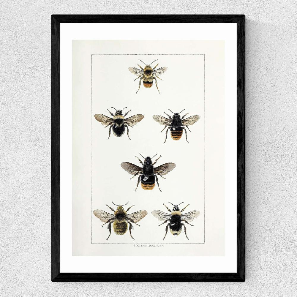 East End Prints British Bee