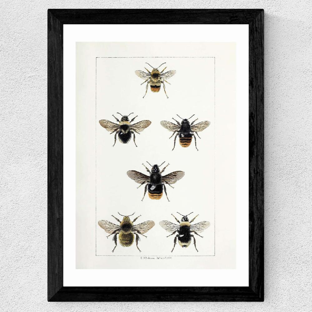 East End Prints British Bee