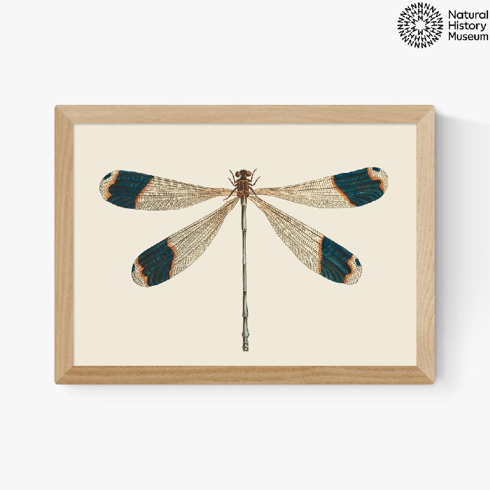 East End Prints British Dragonfly