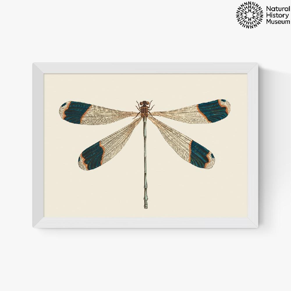 East End Prints British Dragonfly