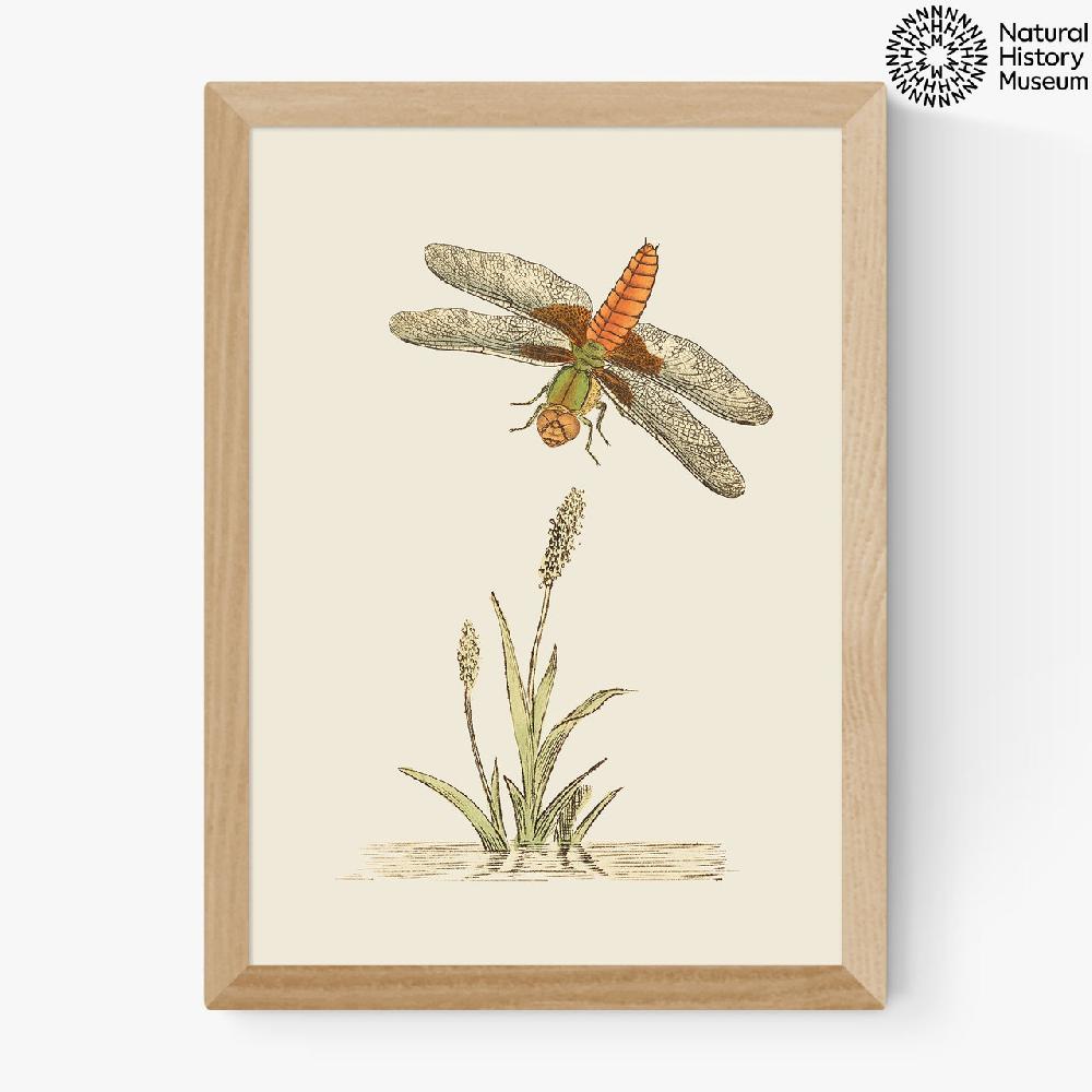 East End Prints British Dragonfly And Reeds