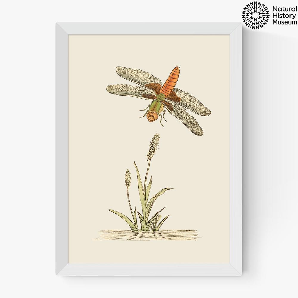 East End Prints British Dragonfly And Reeds