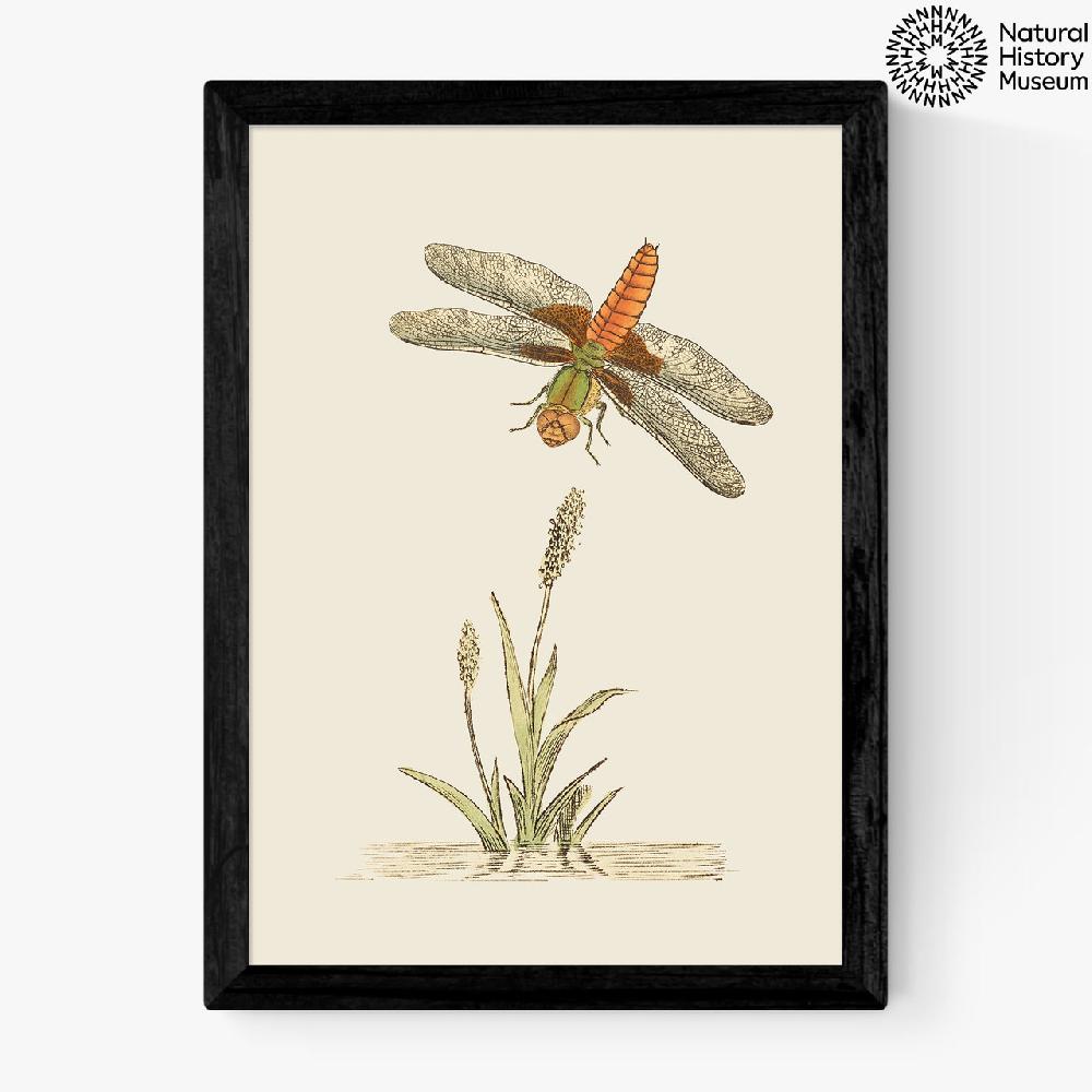 east end prints British Dragonfly and Reeds