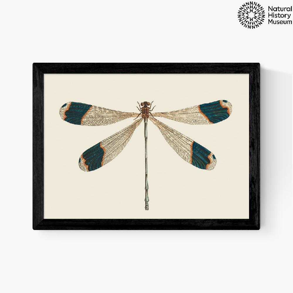 east end prints British Dragonfly