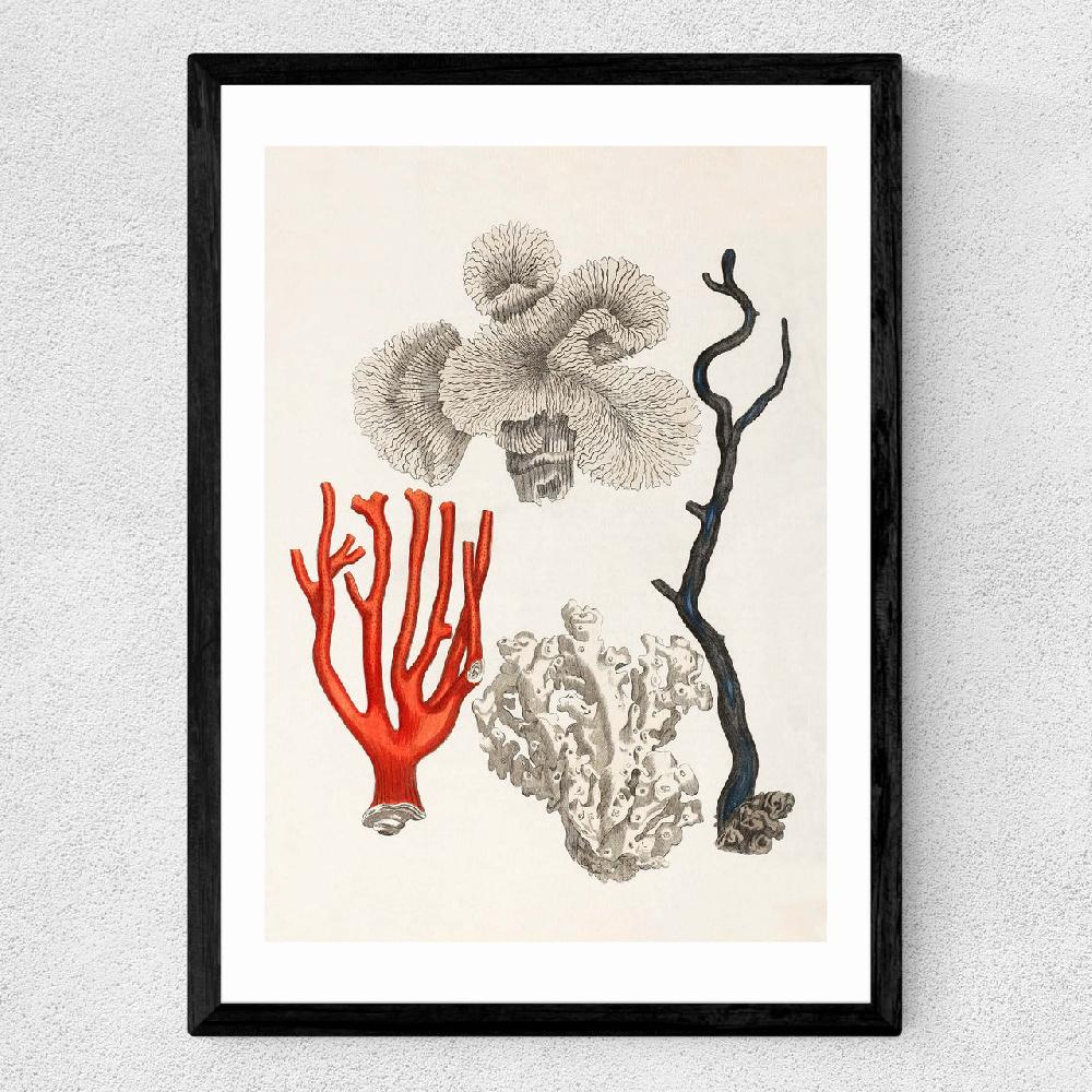 East End Prints Coral By Capricorn Press