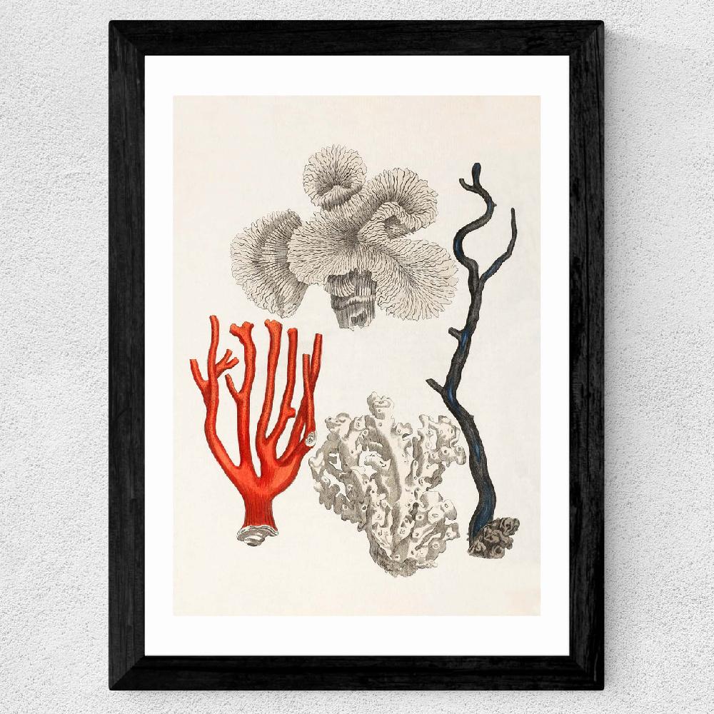 East End Prints Coral By Capricorn Press