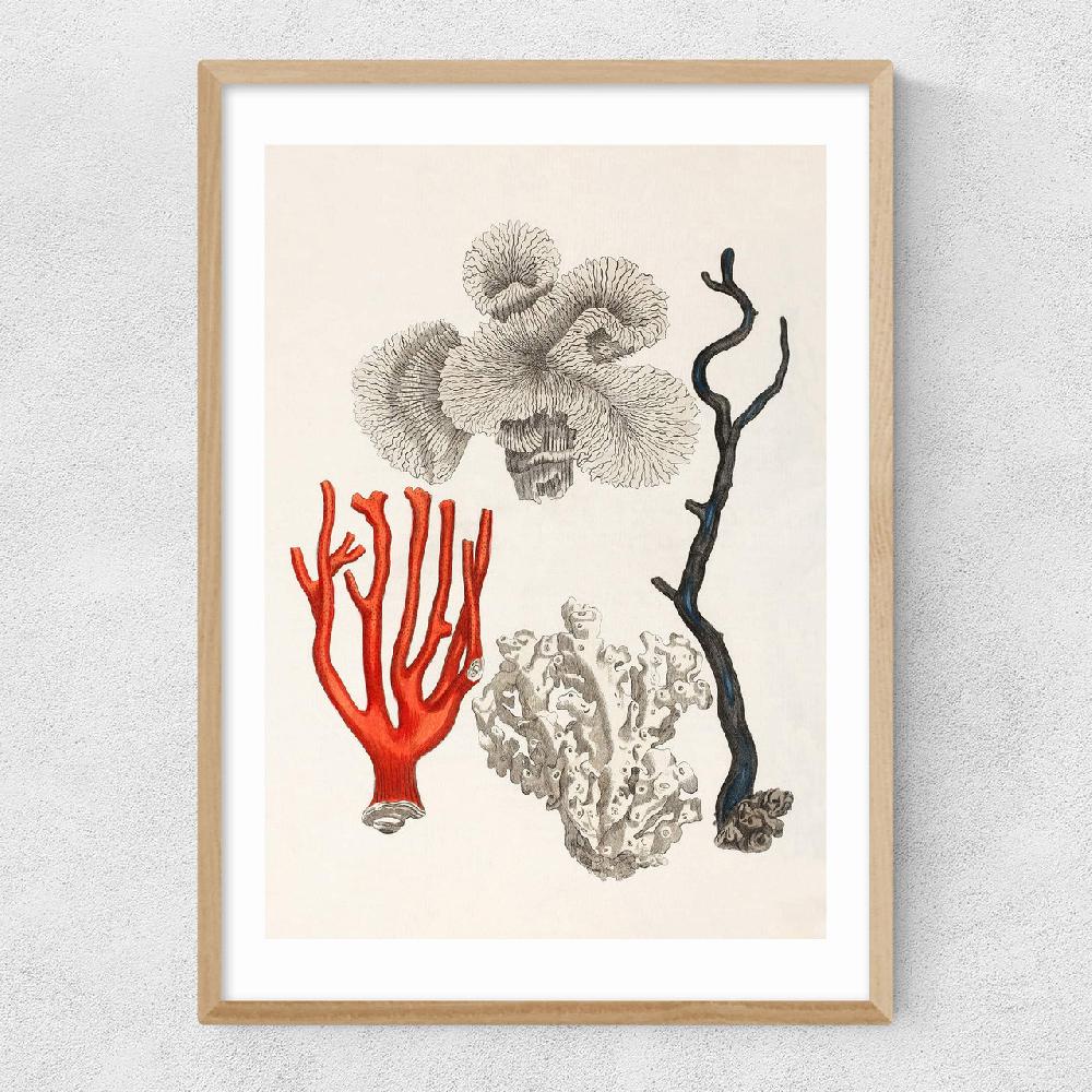 East End Prints Coral By Capricorn Press