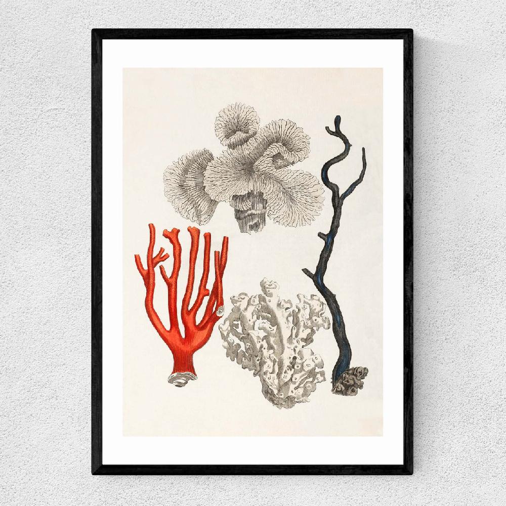east end prints Coral by Capricorn Press