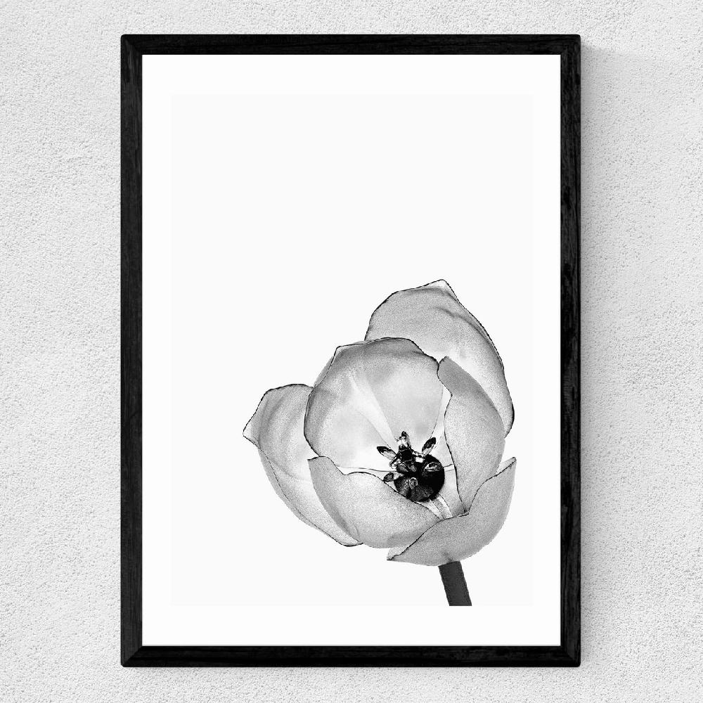 East End Prints Delicate Poppy