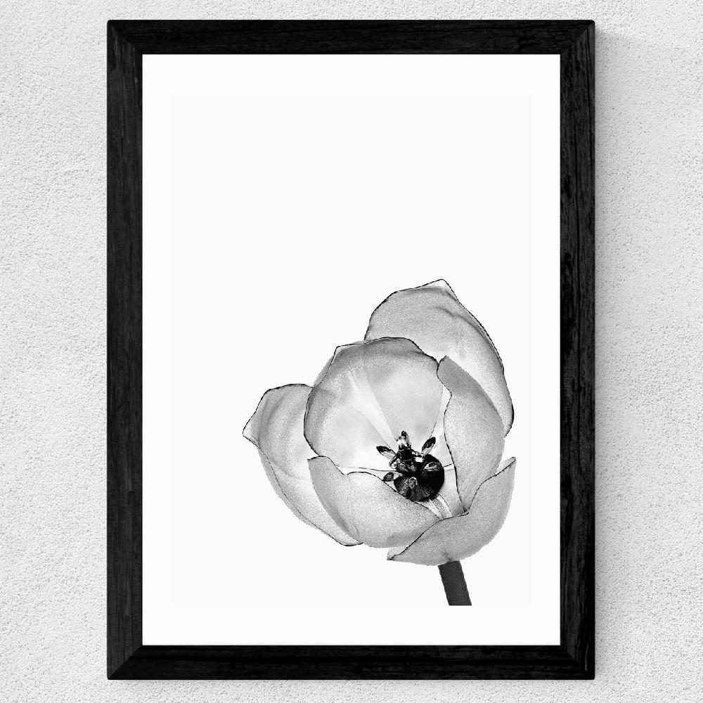 East End Prints Delicate Poppy