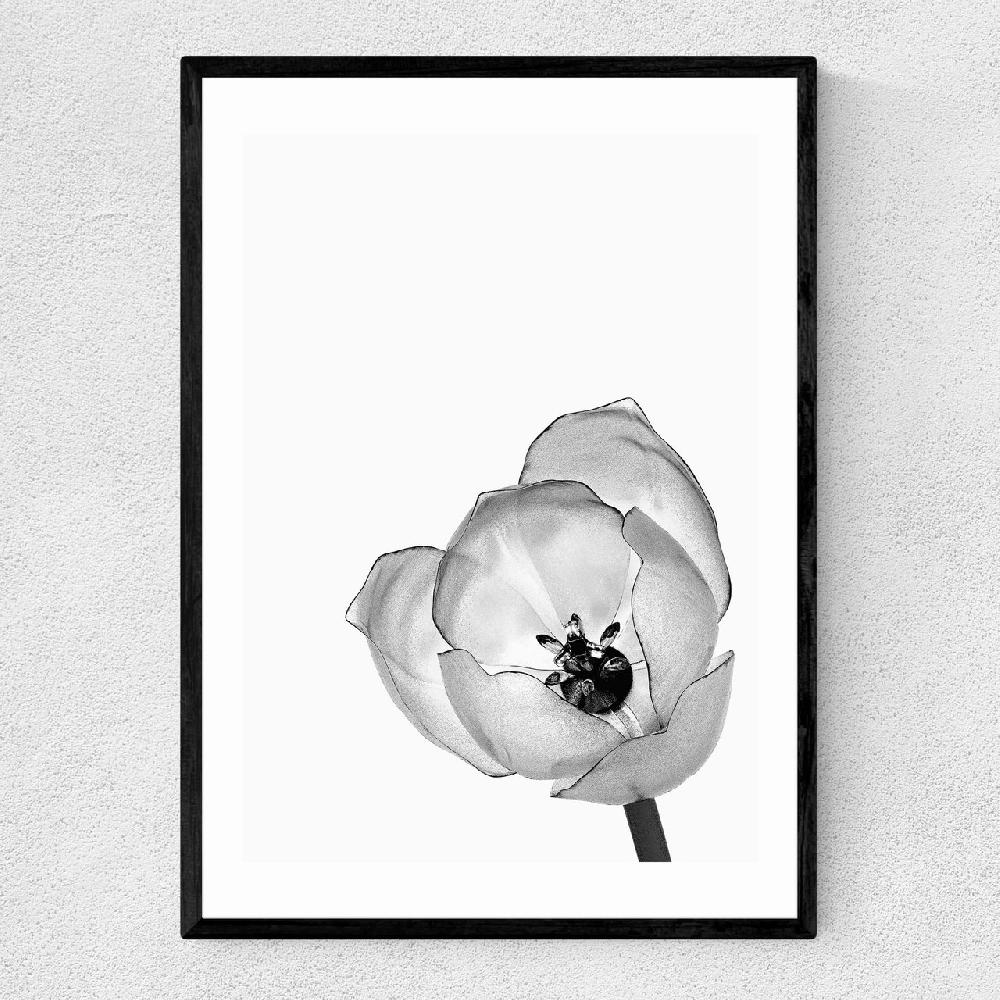 east end prints Delicate Poppy
