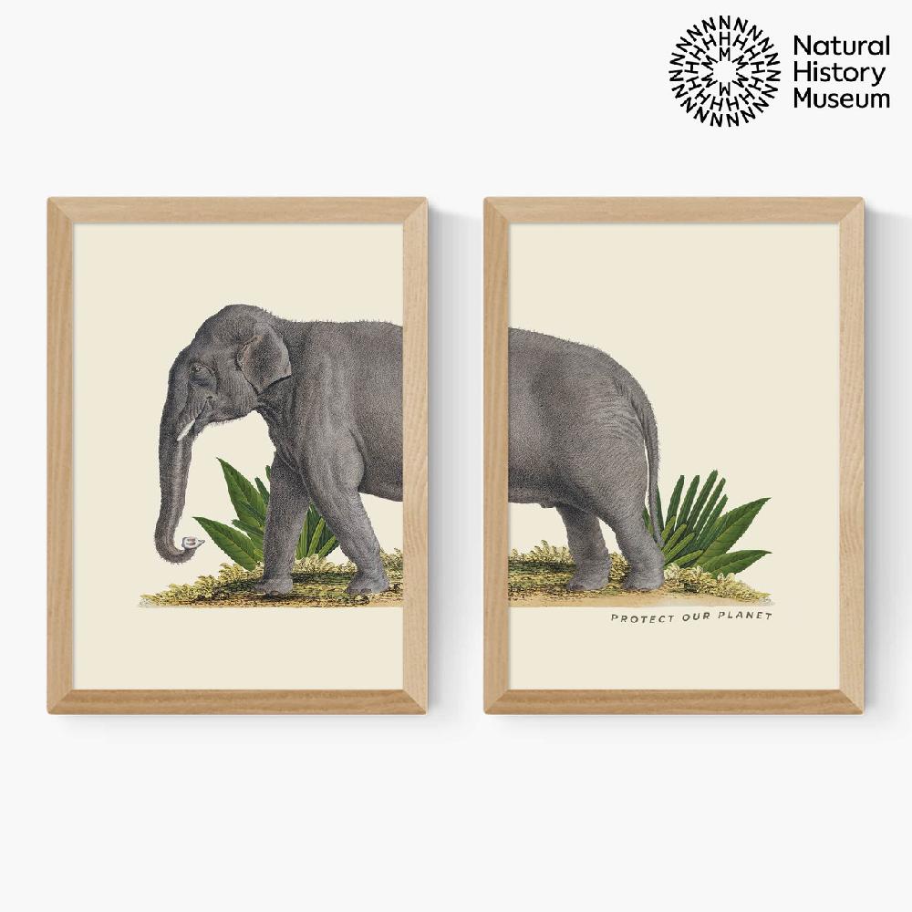 East End Prints Elephant Diptych