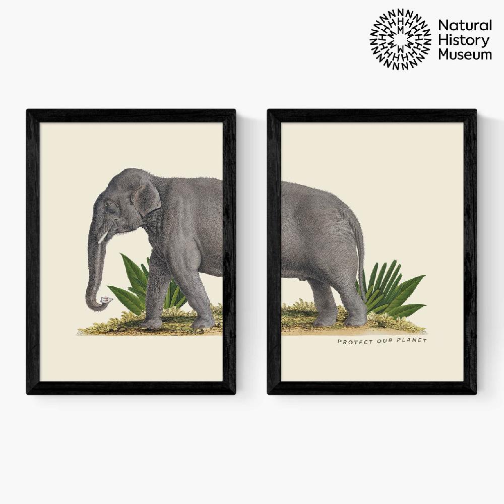 east end prints Elephant Diptych