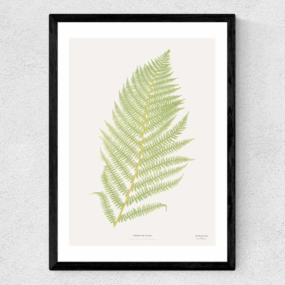 East End Prints Ferns 2