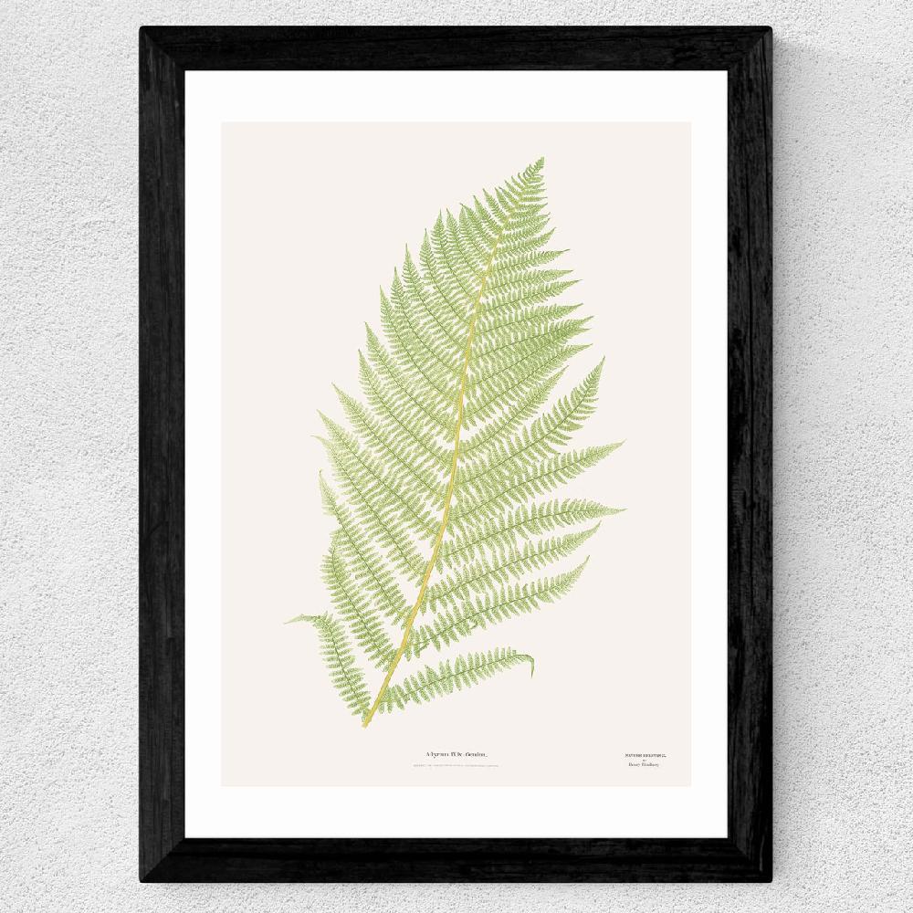 East End Prints Ferns 2
