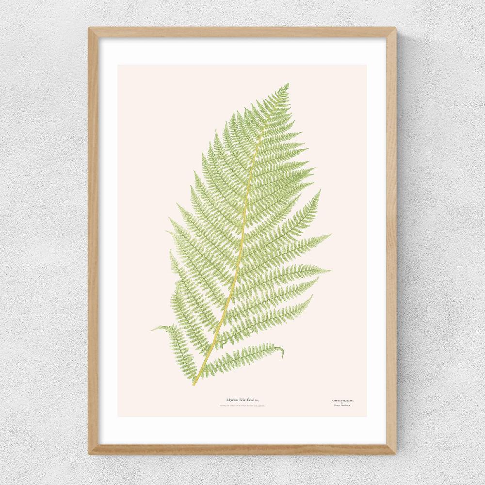 East End Prints Ferns 2
