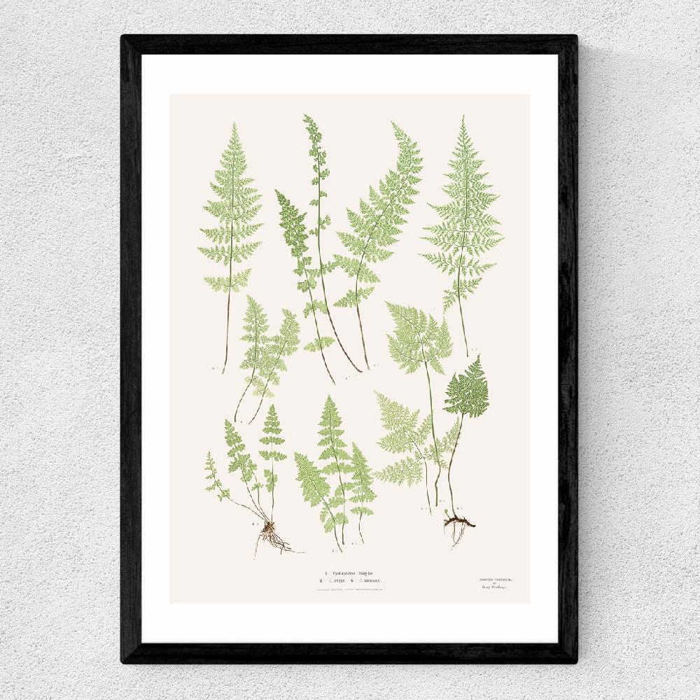 East End Prints Ferns By Aster