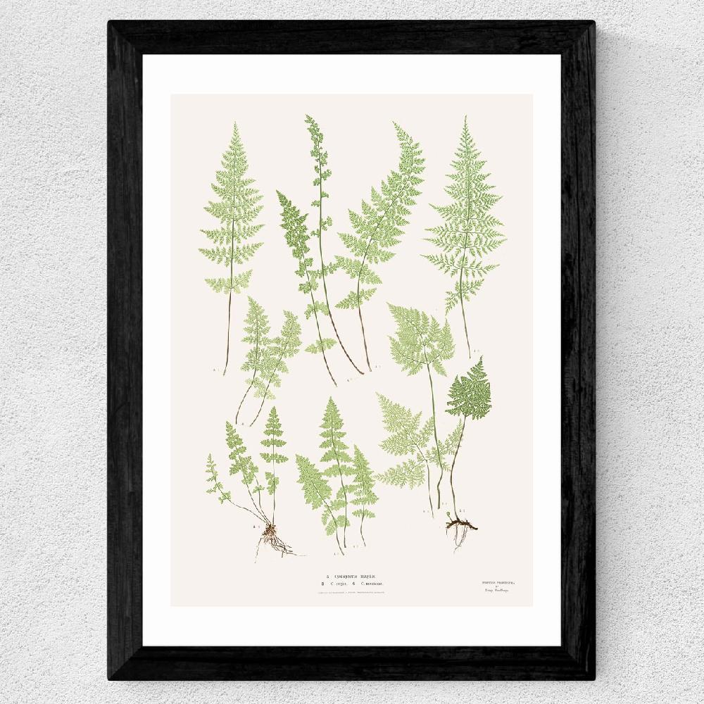 East End Prints Ferns By Aster