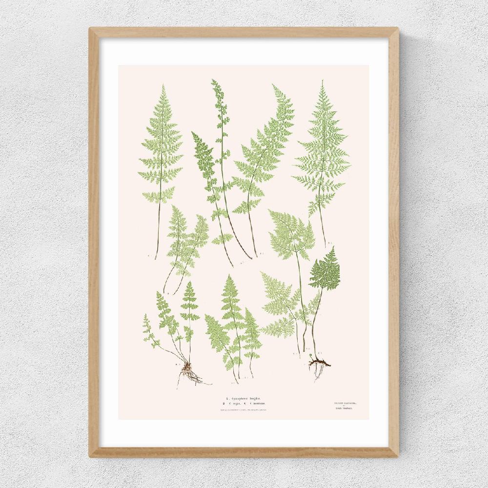 East End Prints Ferns By Aster