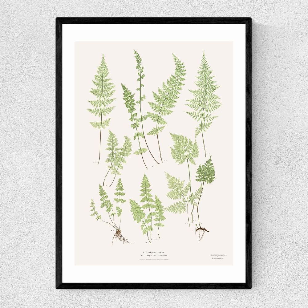 east end prints Ferns by Aster