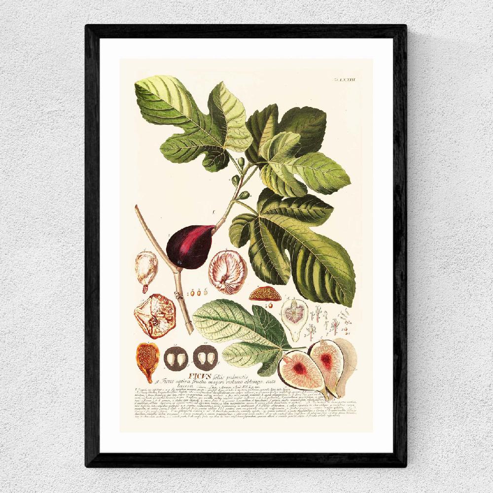 East End Prints Ficus