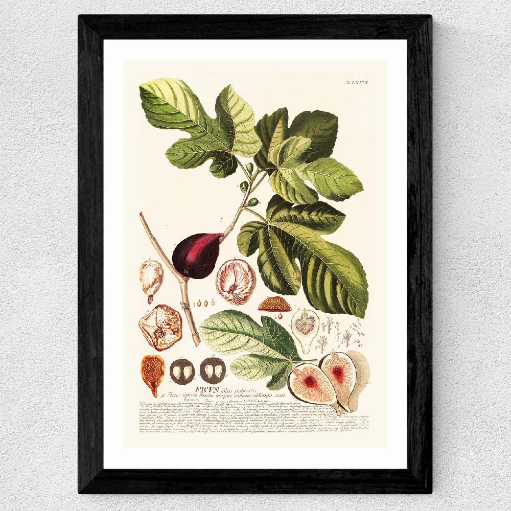 East End Prints Ficus